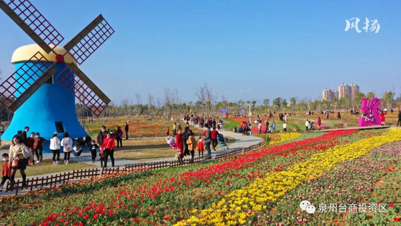 海丝生态公园郁金香花海花期还有一个月时间,请市民游客不要扎堆,分散